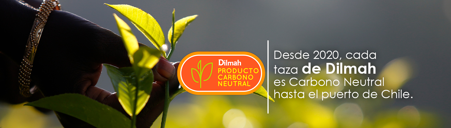 Desde 2020 cada taza de té Dilmah es carbono neutral hasta el puerto de Chile 